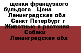 щенки французкого бульдога › Цена ­ 40 000 - Ленинградская обл., Санкт-Петербург г. Животные и растения » Собаки   . Ленинградская обл.